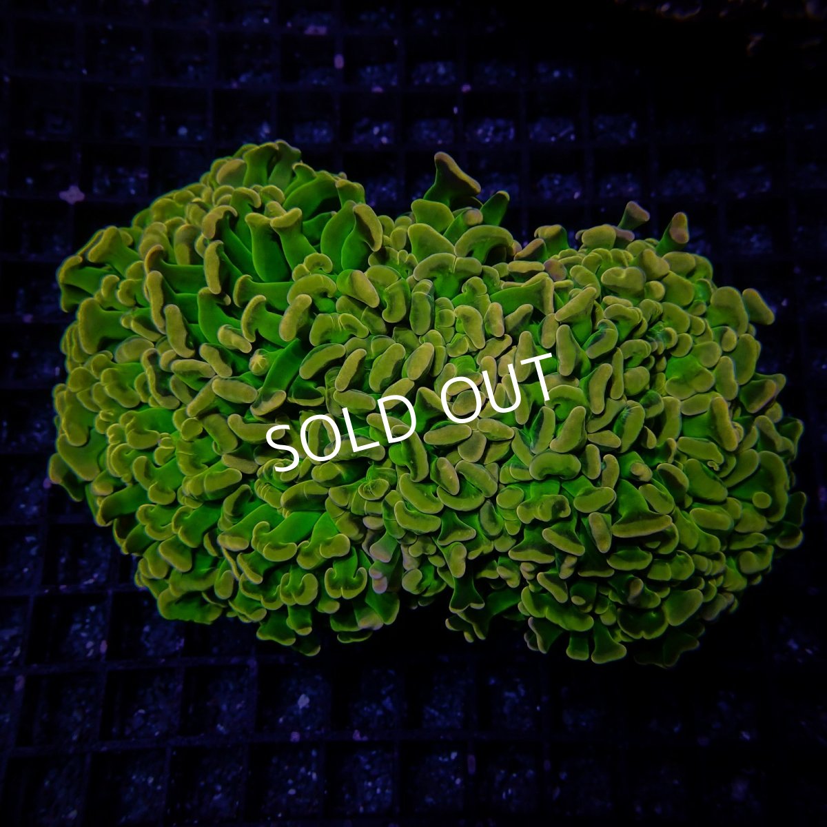 画像1: CF ナガレハナサンゴ Custom Grade Coral Hory Grail Hammer (1)