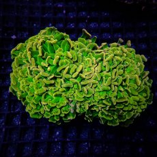 画像1: CF ナガレハナサンゴ Custom Grade Coral Hory Grail Hammer (1)