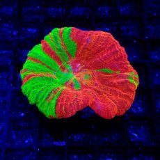 画像1: CF スコリミア　Scolymia Ultra Grade BleedingApple (1)