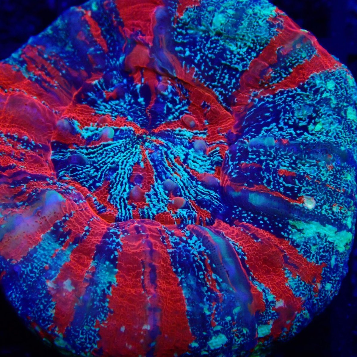 画像2: CF スコリミア　Scolymia  WarPaint No.1 (2)