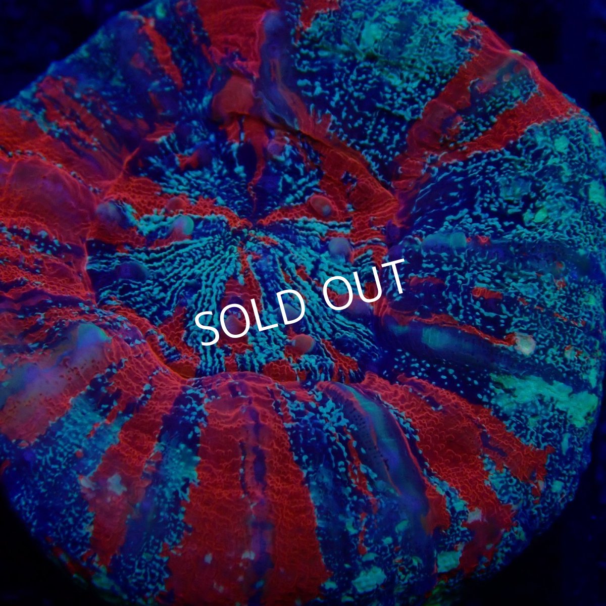 画像2: CF スコリミア　Scolymia  WarPaint No.1 (2)