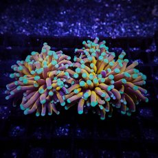 画像1: CF ハナサンゴ  Gold RARE  S-size No.1 (1)