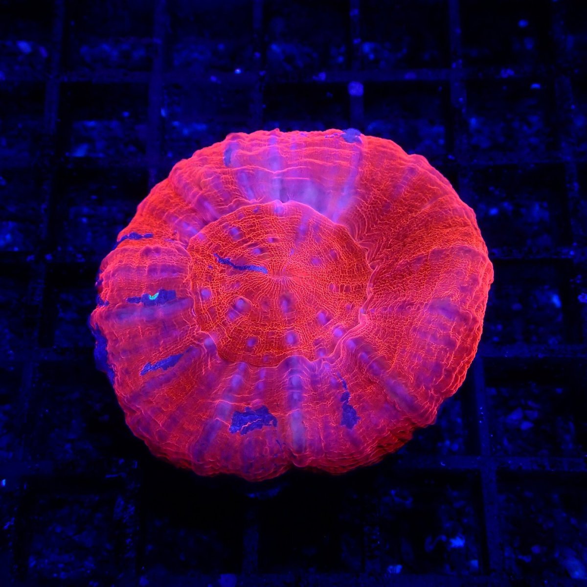 画像1: CF スコリミア　Scolymia Red/Mixed Pattern (1)