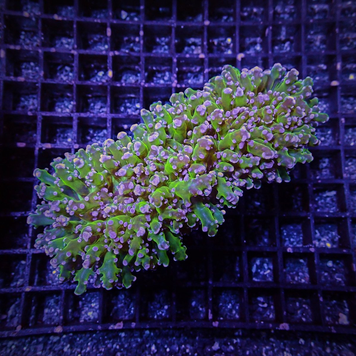 画像1: CF コエダナガレハナサンゴ Ultra  S-size (1)