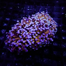 画像1: CF ハナサンゴ  Gold RARE  S-size No.2 (1)