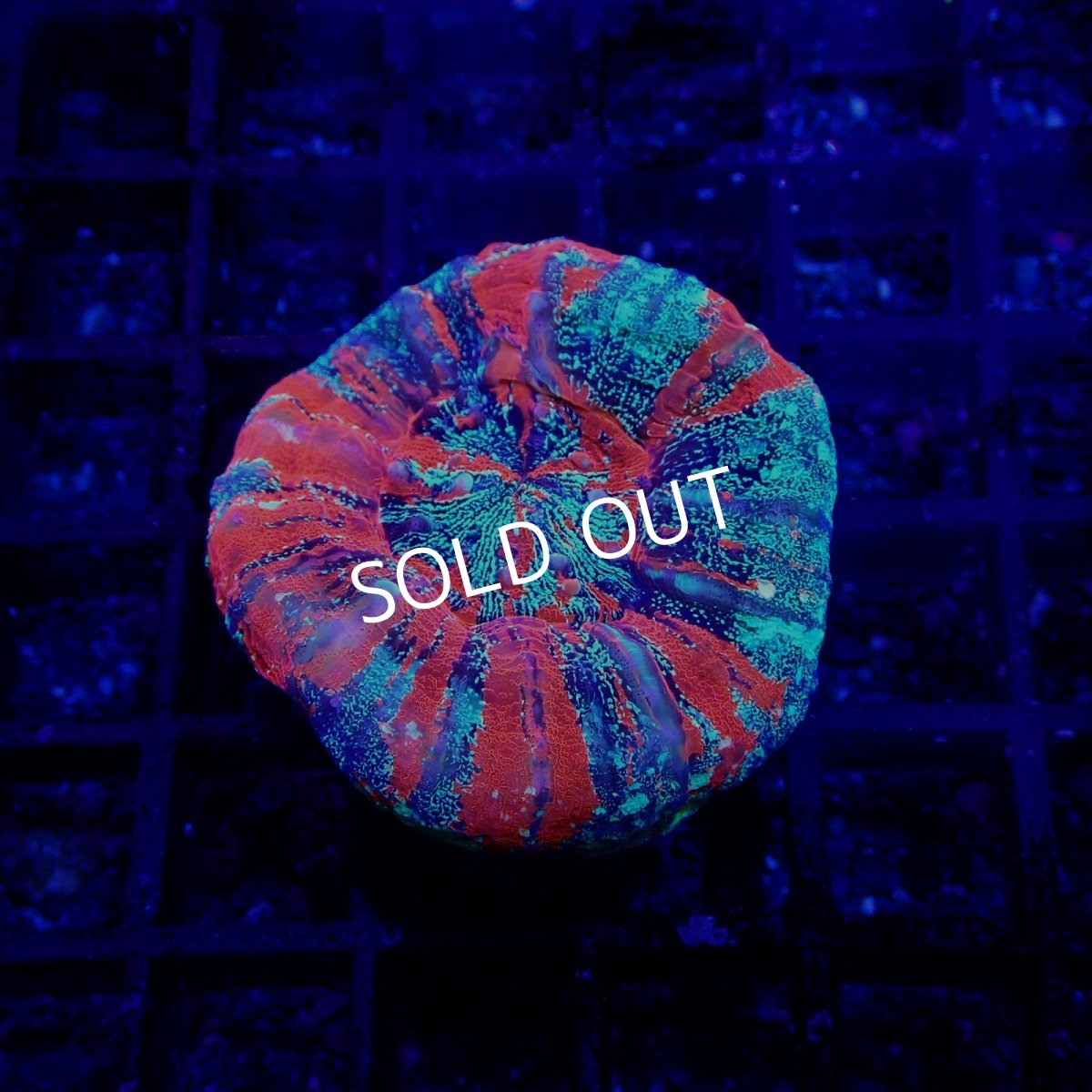 画像1: CF スコリミア　Scolymia  WarPaint No.1 (1)