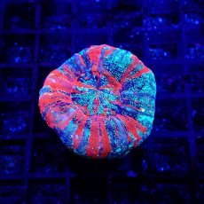 画像1: CF スコリミア　Scolymia  WarPaint No.1 (1)