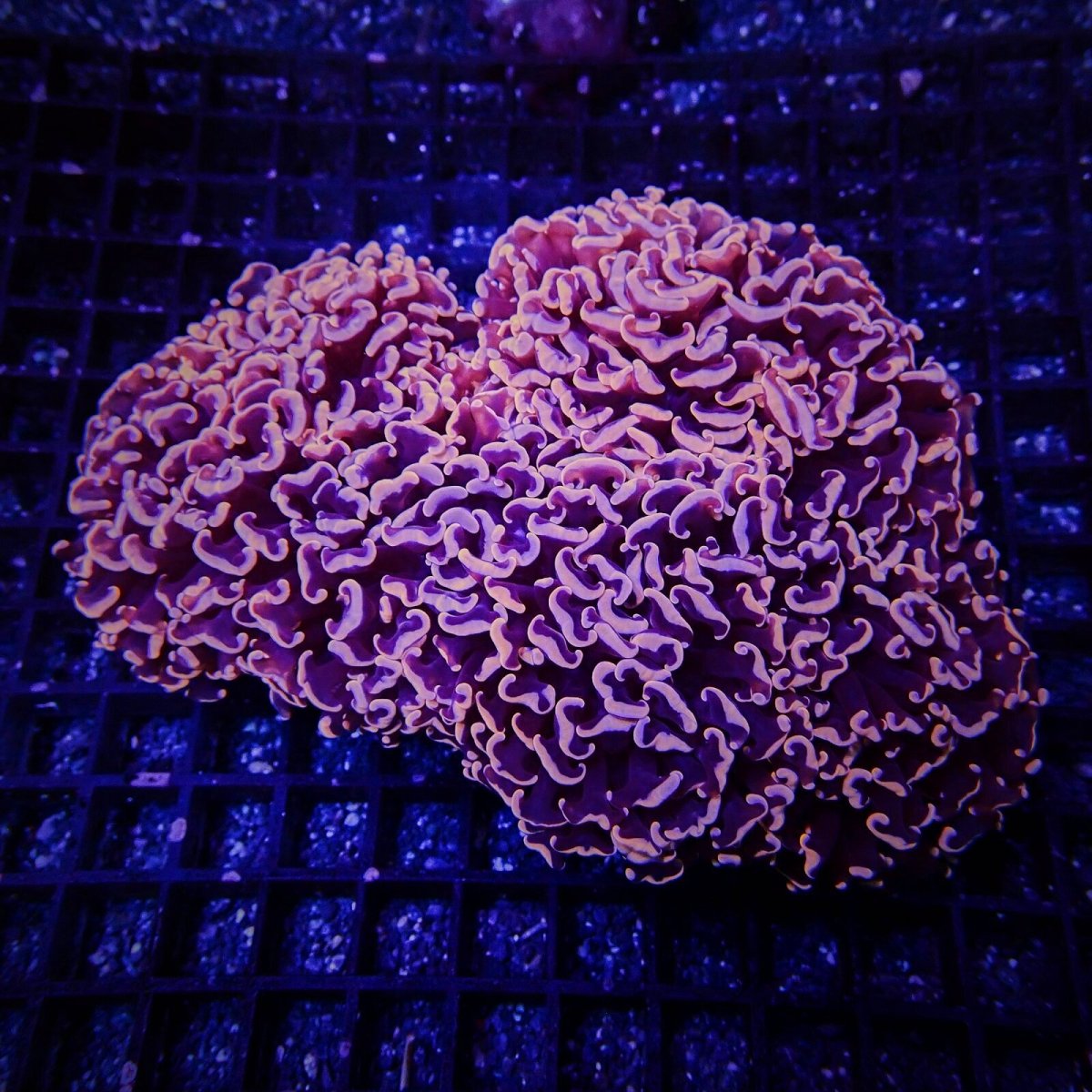 画像1: CF ナガレハナサンゴ  Pink  M-size (1)