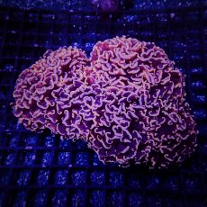 画像2: お問い合わせページ (2)