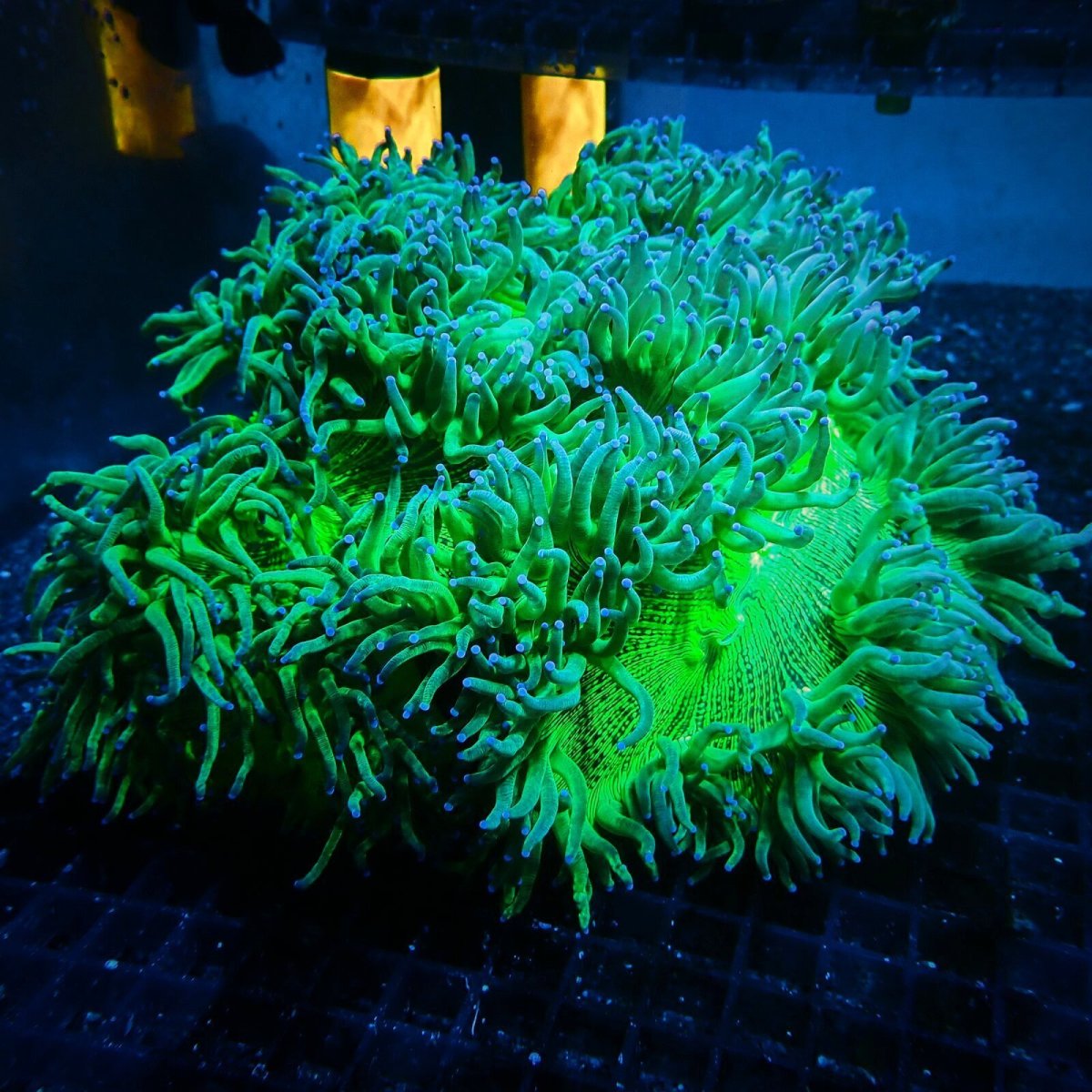 画像1: CF トランペットコーラル L-size (1)