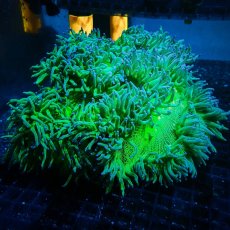 画像1: CF トランペットコーラル L-size (1)