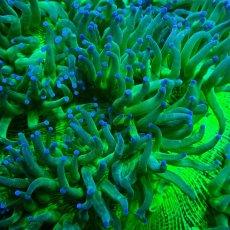 画像2: CF トランペットコーラル L-size (2)