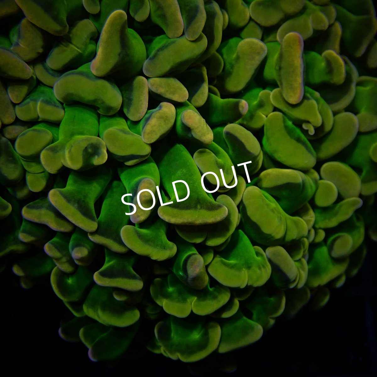 画像2: CF ナガレハナサンゴ Custom Grade Coral Hory Grail Hammer (2)