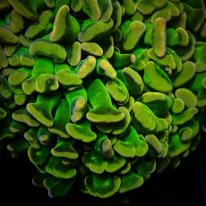 画像2: CF ナガレハナサンゴ Custom Grade Coral Hory Grail Hammer (2)