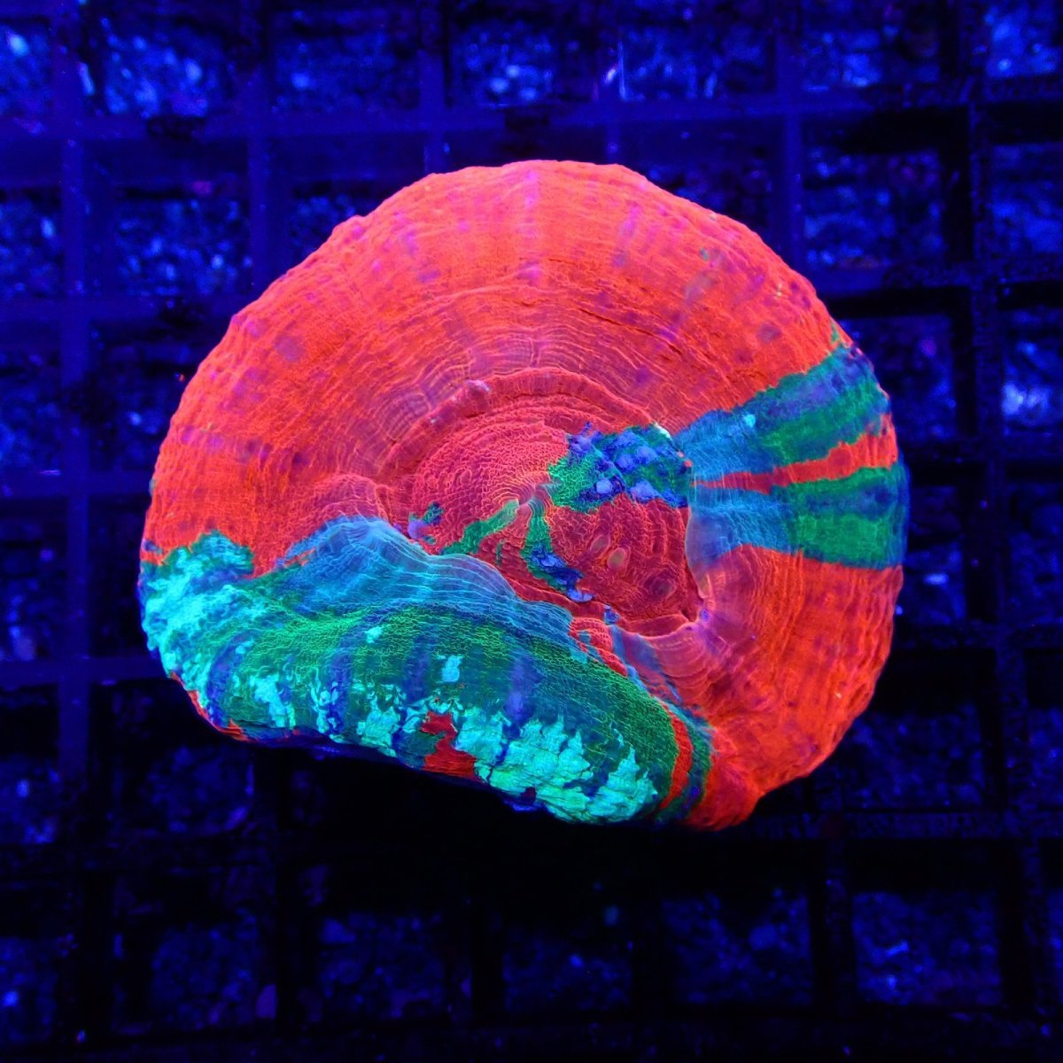 画像1: CF スコリミア　Scolymia  WarPaint No.3 (1)