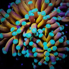 画像2: CF ハナサンゴ  Gold RARE  S-size No.1 (2)