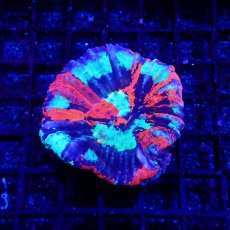 画像1: CF スコリミア　Scolymia  WarPaint No.2 (1)