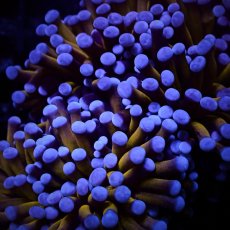 画像2: CF ハナサンゴ  Gold RARE  S-size No.2 (2)