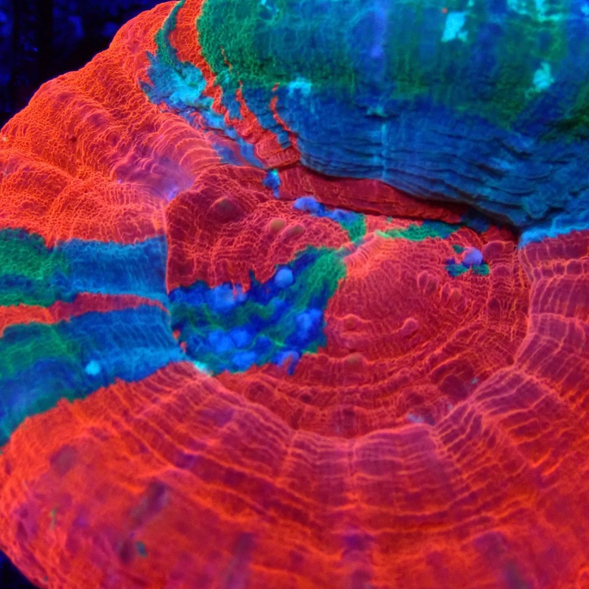 画像2: CF スコリミア　Scolymia  WarPaint No.3 (2)