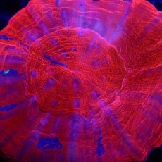 画像2: CF スコリミア　Scolymia Red/Mixed Pattern (2)