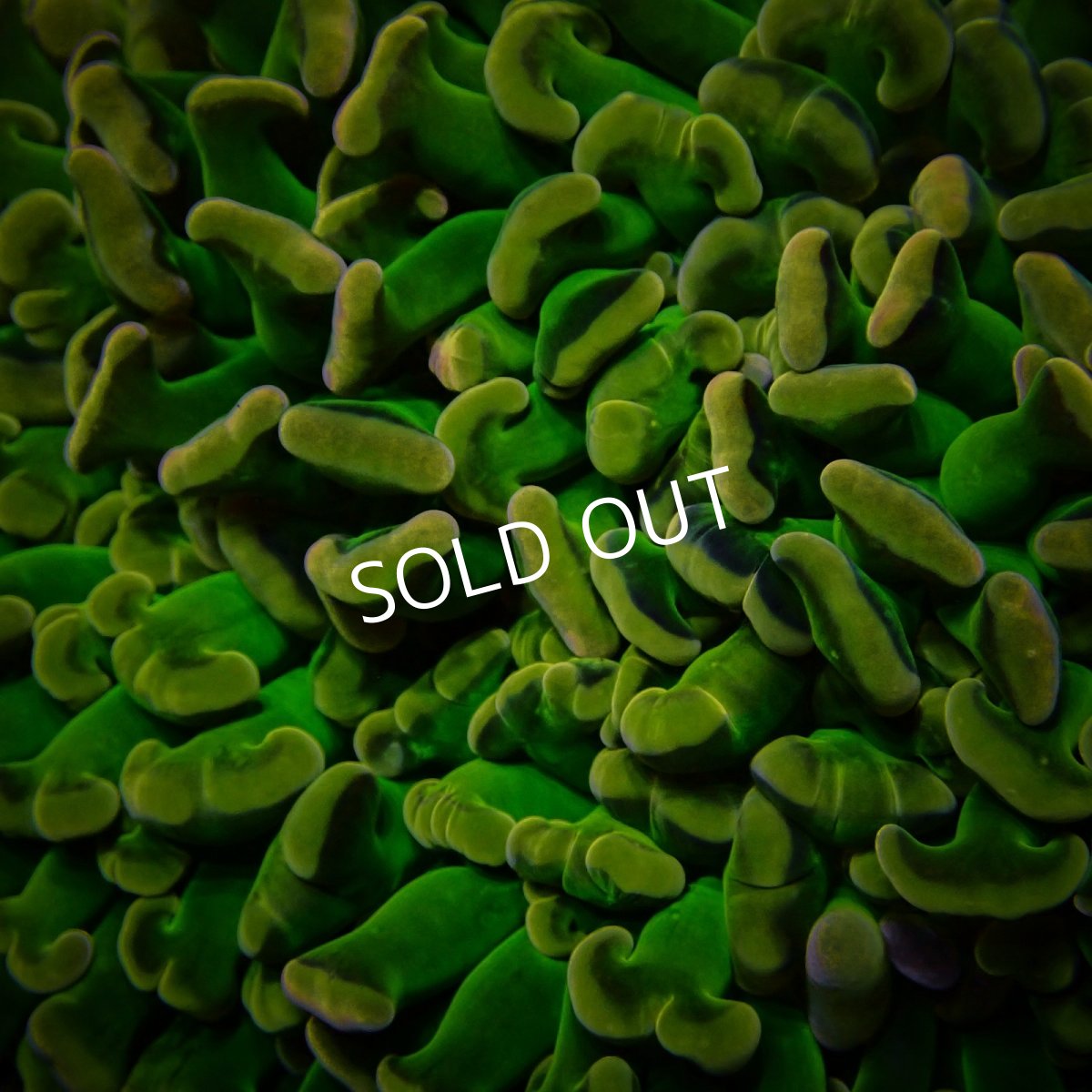 画像3: CF ナガレハナサンゴ Custom Grade Coral Hory Grail Hammer (3)