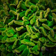 画像3: CF ナガレハナサンゴ Custom Grade Coral Hory Grail Hammer (3)