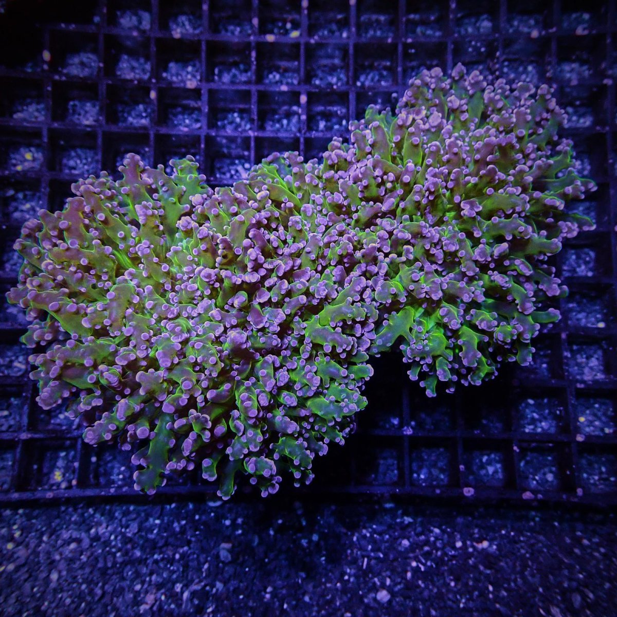 画像1: CF コエダナガレハナサンゴ M-size (1)