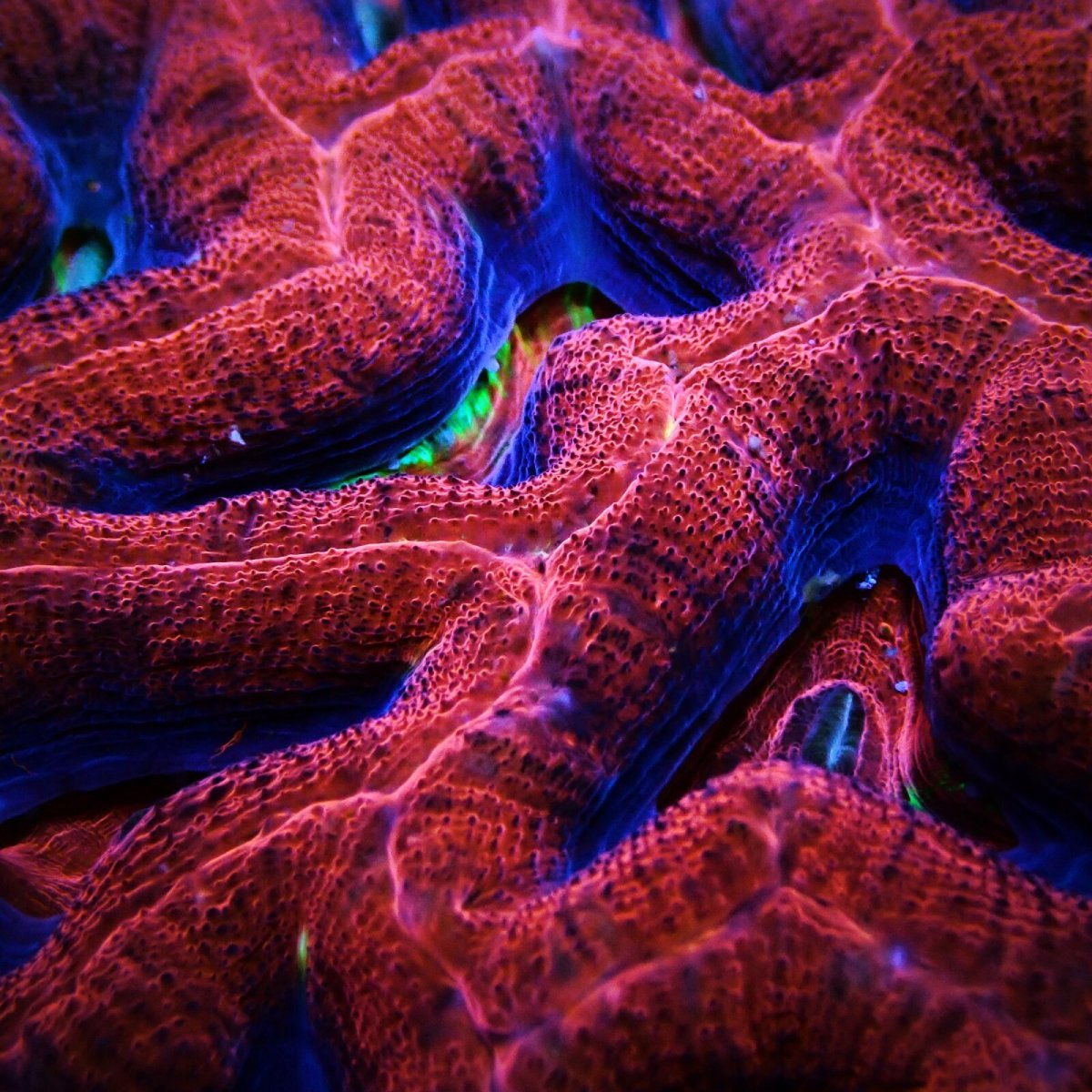 画像2: CF H.bowerbanki Ultra L-size (2)