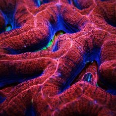 画像2: CF H.bowerbanki Ultra L-size (2)