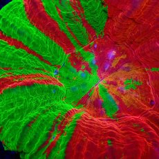 画像2: CF スコリミア　Scolymia Ultra Grade BleedingApple (2)