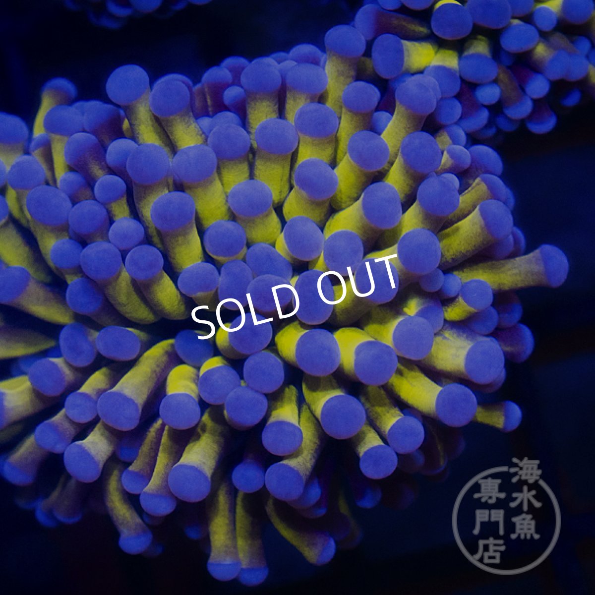 画像2: CF ハナサンゴ  Gold RARE  S-size No.2 (2)