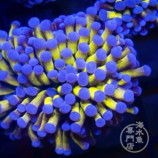 画像2: CF ハナサンゴ  Gold RARE  S-size No.2 (2)