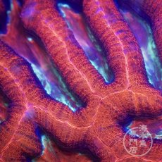 画像2: CF H.bowerbanki Ultra L-size (2)