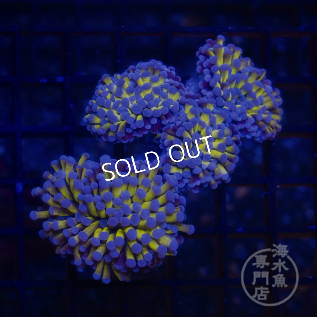 画像1: CF ハナサンゴ  Gold RARE  S-size No.2 (1)