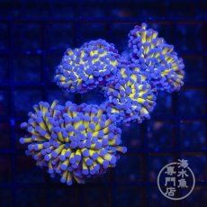 画像1: CF ハナサンゴ  Gold RARE  S-size No.2 (1)