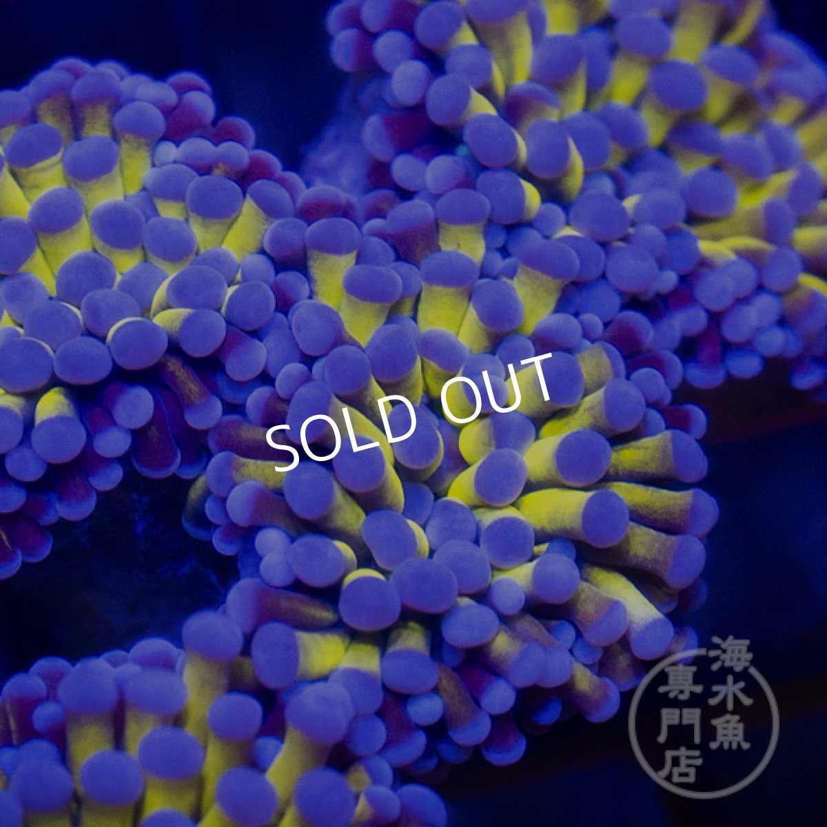 画像3: CF ハナサンゴ  Gold RARE  S-size No.2 (3)