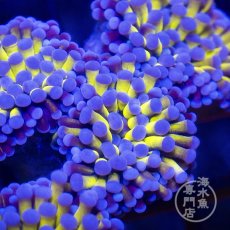 画像3: CF ハナサンゴ  Gold RARE  S-size No.2 (3)