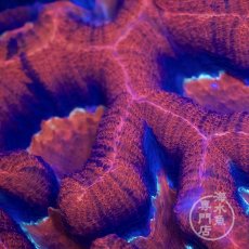 画像3: CF H.bowerbanki Ultra L-size (3)