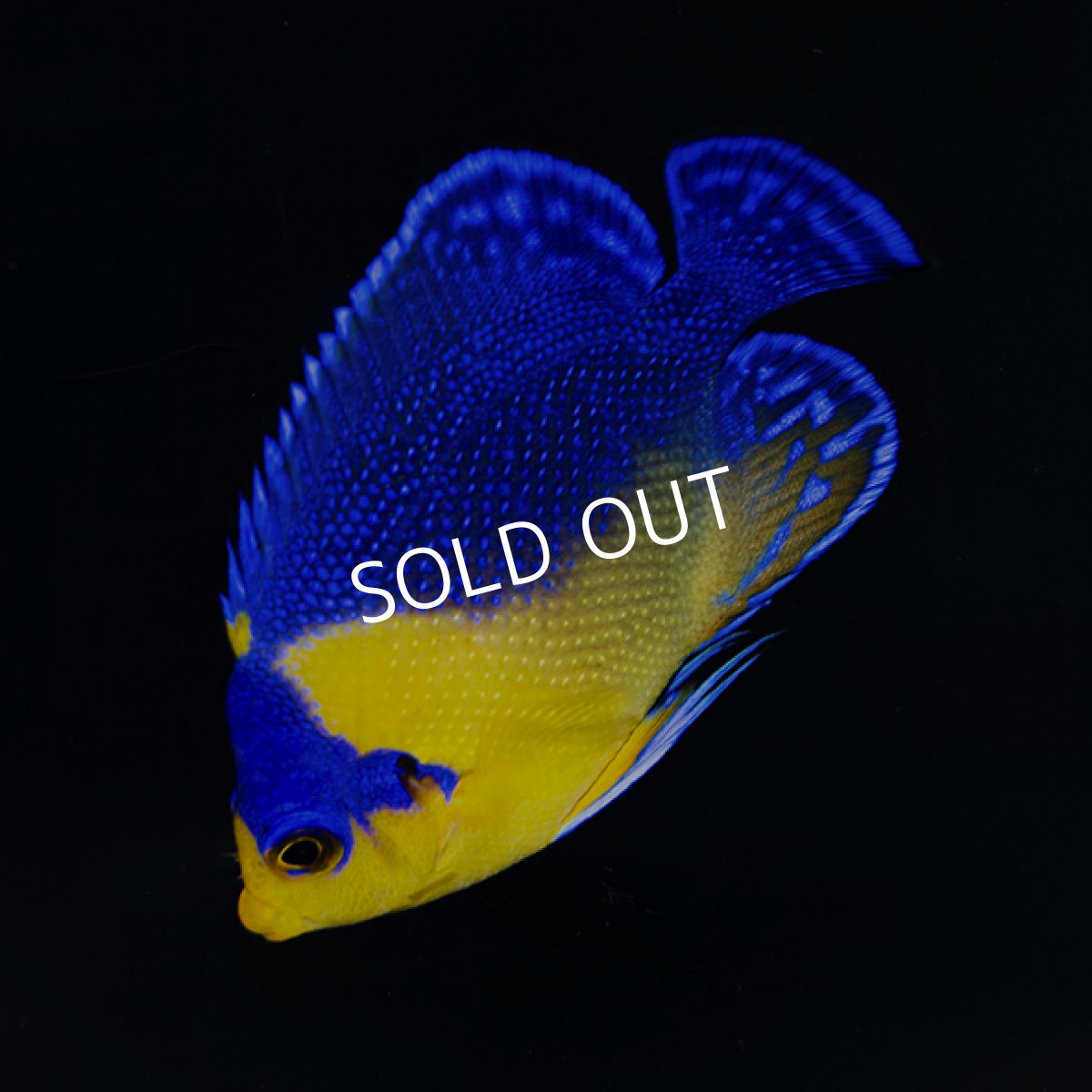 画像2: スミレヤッコ ML 八重山産 (2)