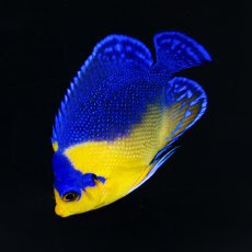 画像2: スミレヤッコ ML 八重山産 (2)