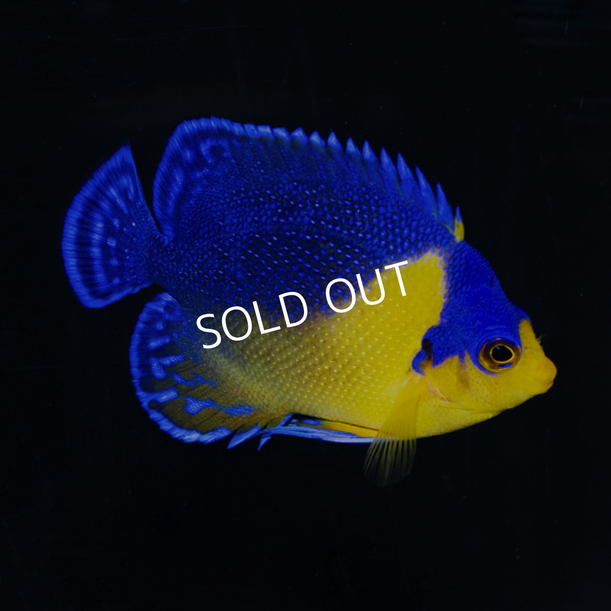 画像1: スミレヤッコ ML 八重山産 (1)