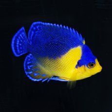 画像1: スミレヤッコ ML 八重山産 (1)