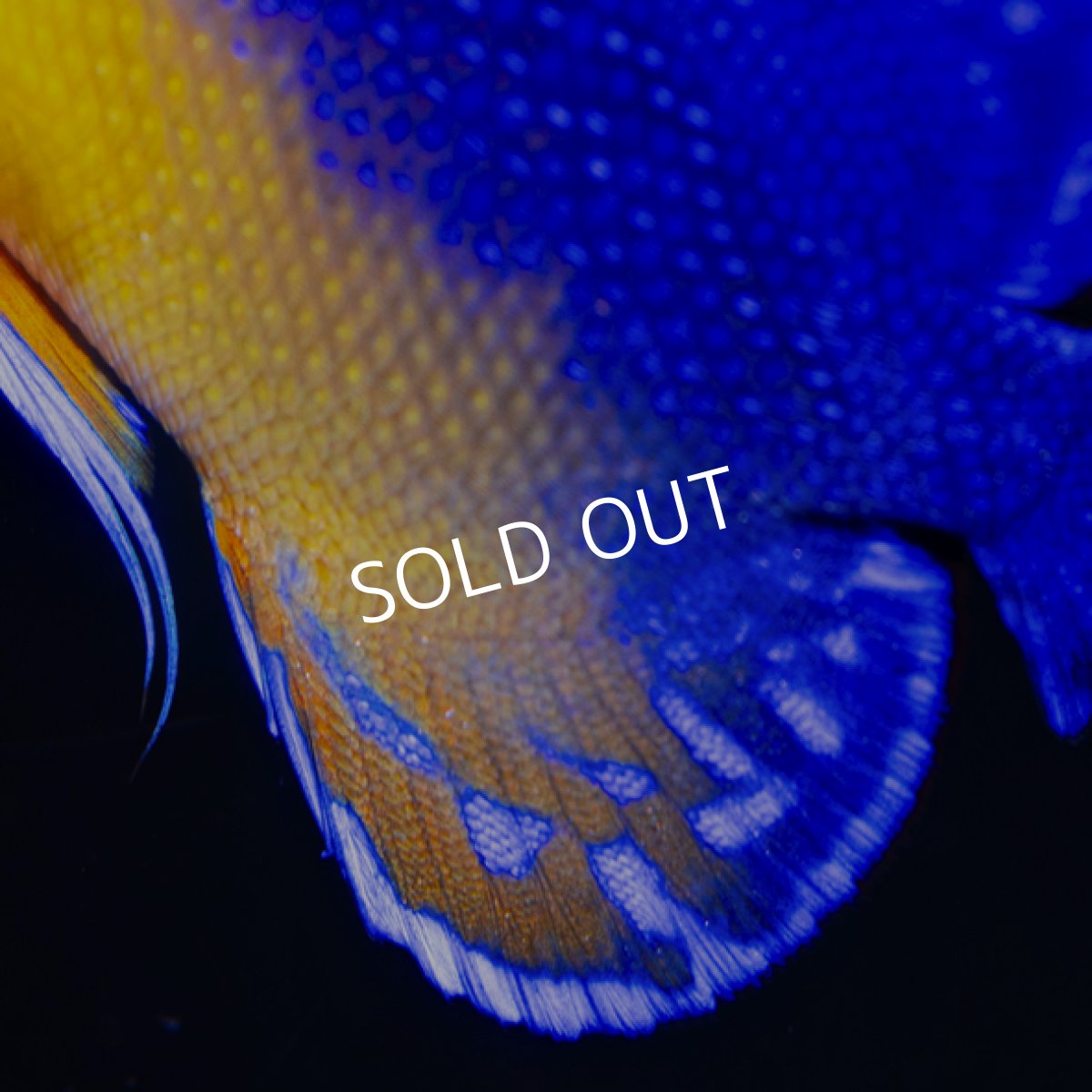 画像3: スミレヤッコ ML 八重山産 (3)