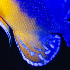 画像3: スミレヤッコ ML 八重山産 (3)