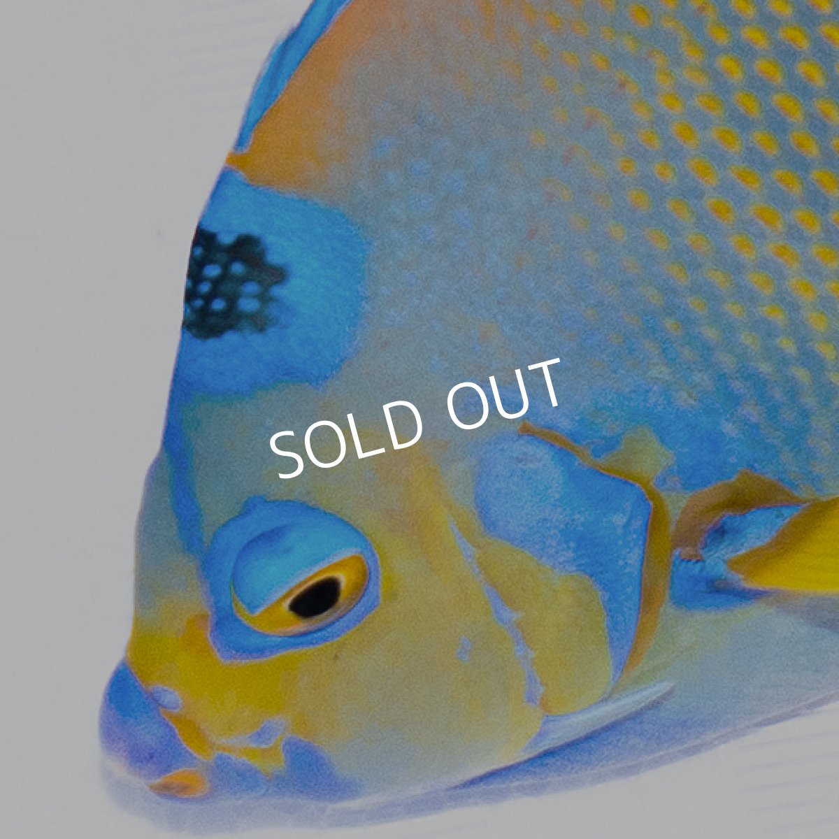 画像4: クイーンエンゼル カリブ ＸＬ (4)