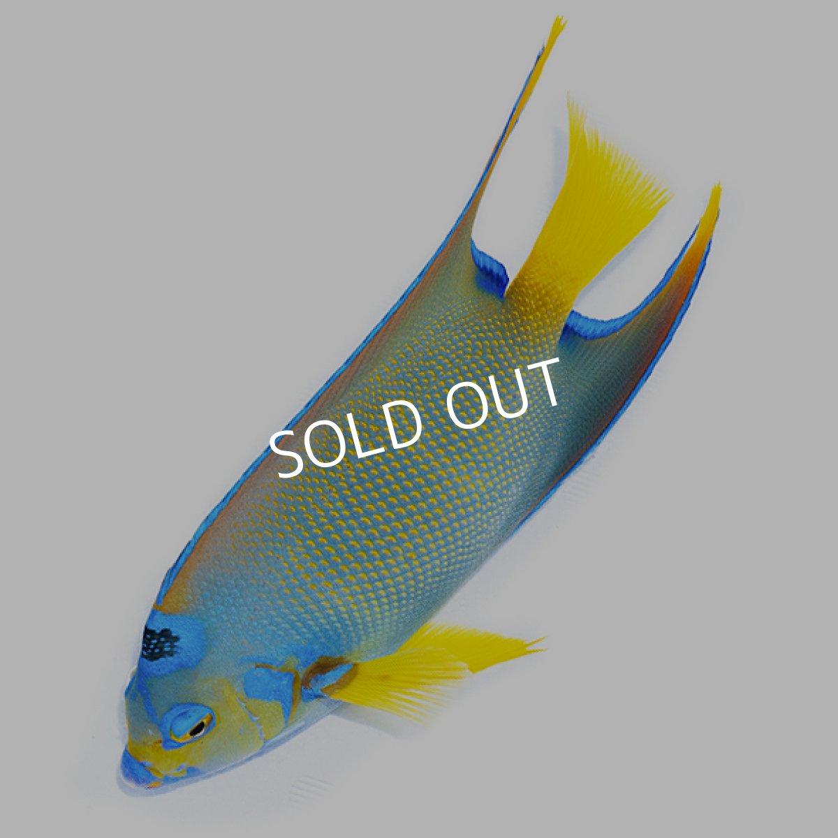 画像3: クイーンエンゼル カリブ ＸＬ (3)