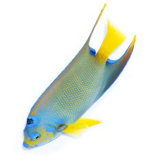 画像4: お問い合せページ  (4)