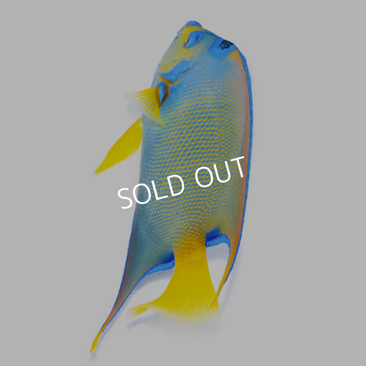 画像2: クイーンエンゼル カリブ ＸＬ (2)