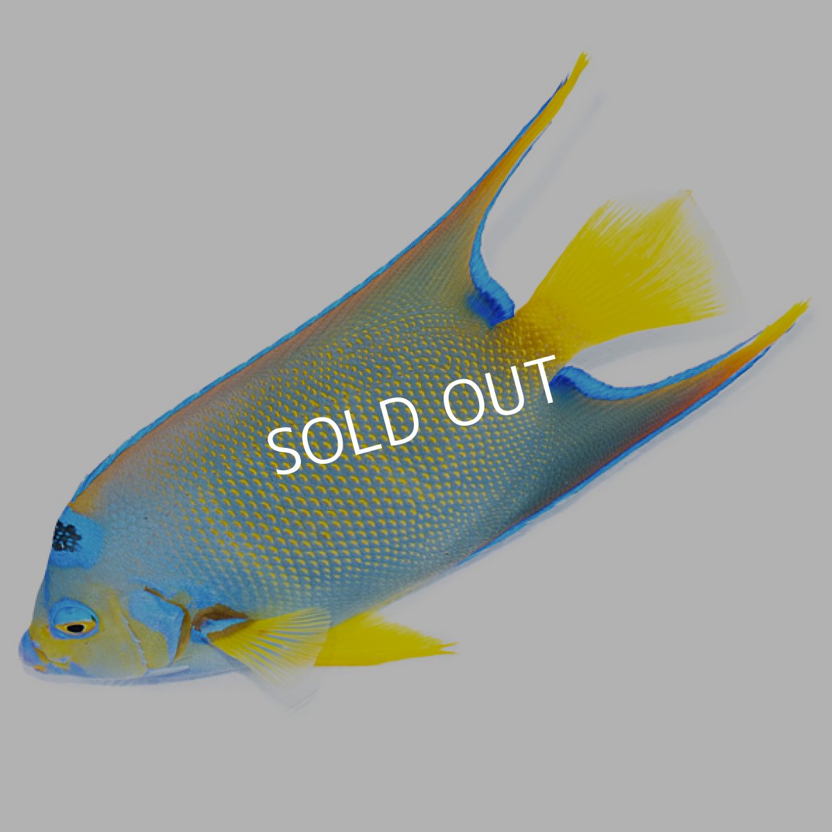 画像1: クイーンエンゼル カリブ ＸＬ (1)