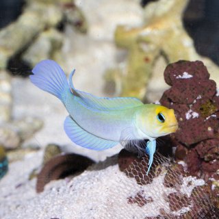 □SALE□イエローヘッドジョーフィッシュ（ パーリー） - 海水魚